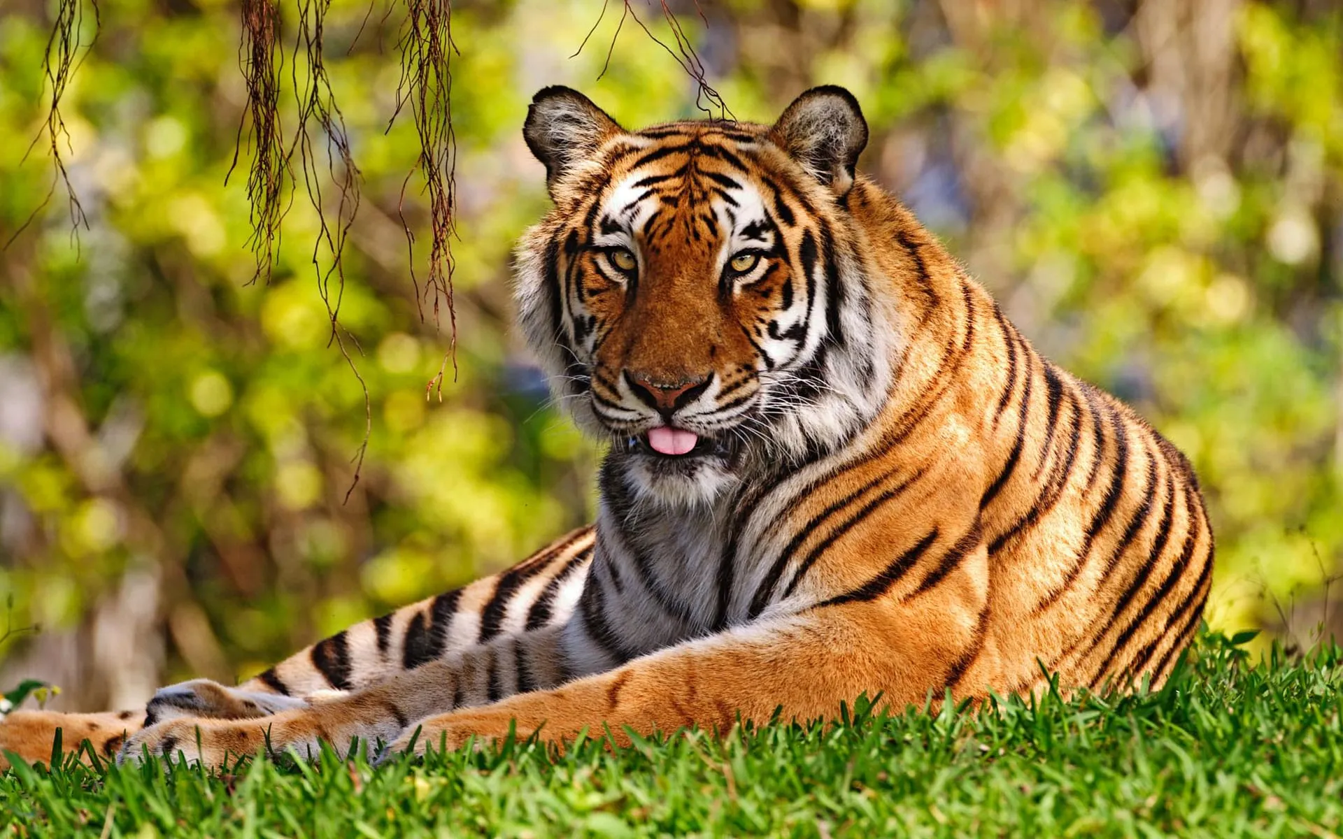 tiger hd wallpaper 2